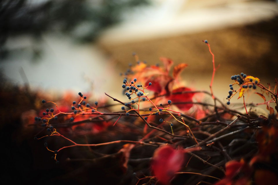 Alexander Lux Photography