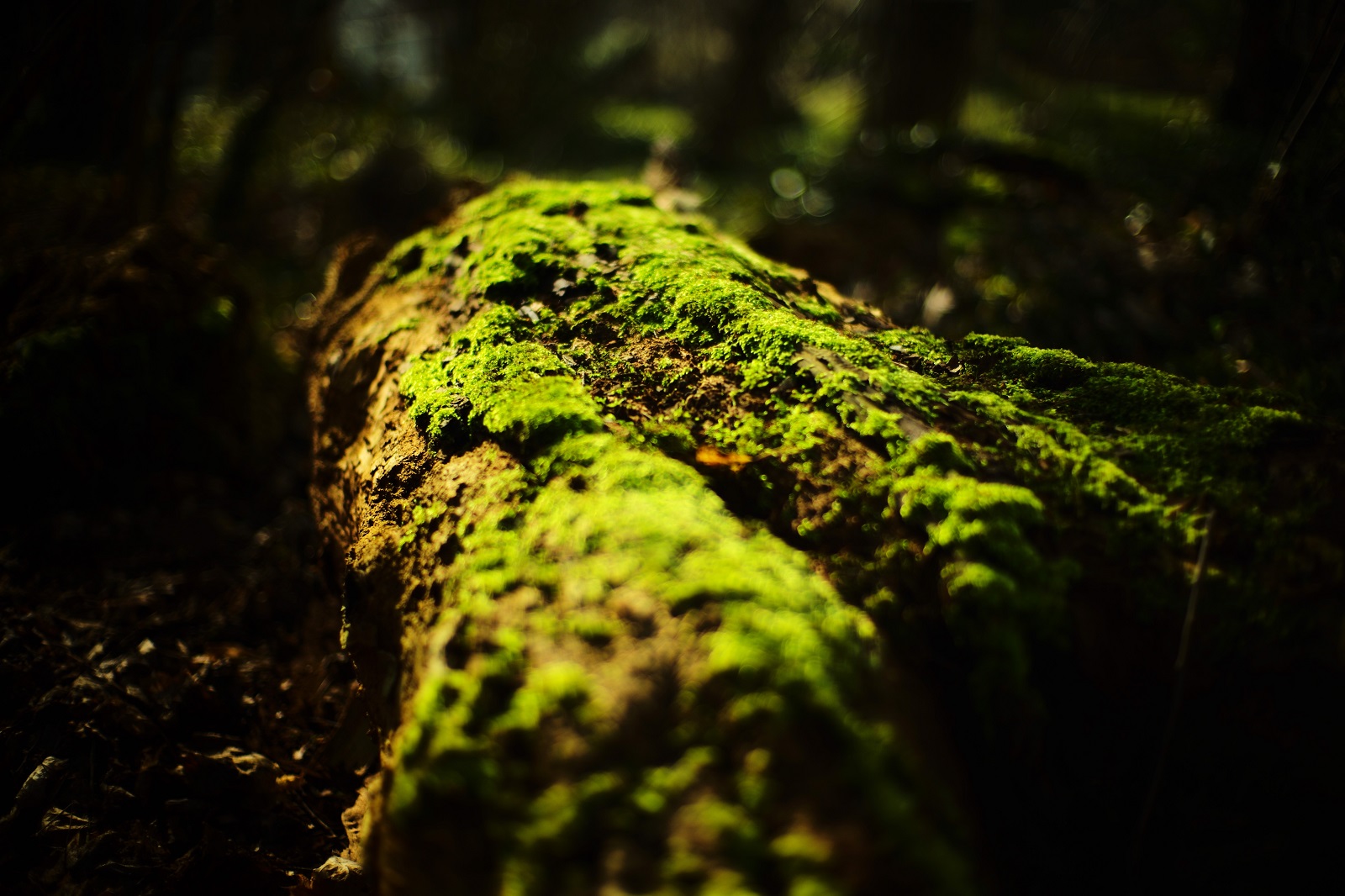 Alexander Lux Photography