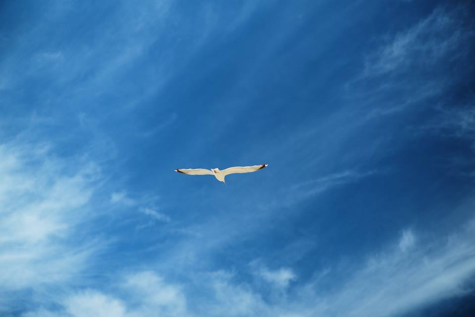 Alexander Lux Photography